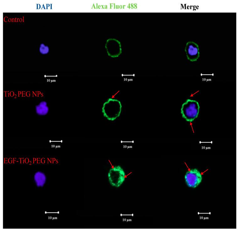 https://cdn.ncbi.nlm.nih.gov/pmc/blobs/ccde/7583956/70aa8517d066/molecules-25-04467-g005.jpg