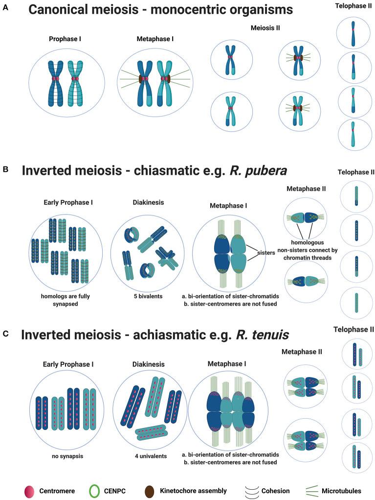 https://cdn.ncbi.nlm.nih.gov/pmc/blobs/ccdf/8100227/acebe5ebb97e/fpls-12-658296-g0001.jpg