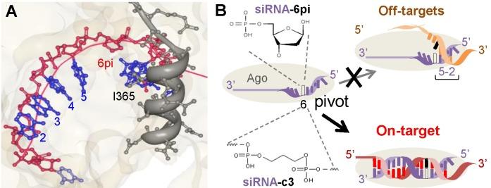 https://cdn.ncbi.nlm.nih.gov/pmc/blobs/cce2/4915226/adcfddc10500/BMB-49-135-g001.jpg