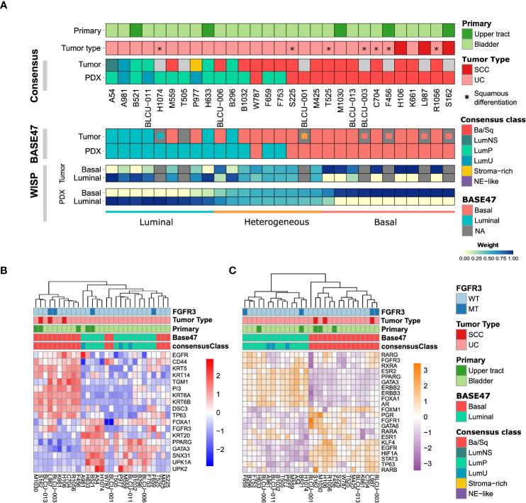 https://cdn.ncbi.nlm.nih.gov/pmc/blobs/cce2/9405192/e61df5211466/fonc-12-930731-g002.jpg