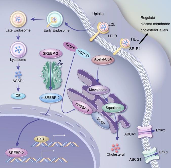 https://cdn.ncbi.nlm.nih.gov/pmc/blobs/cce8/12043555/8aa361e59f73/12672_2025_2430_Fig1_HTML.jpg