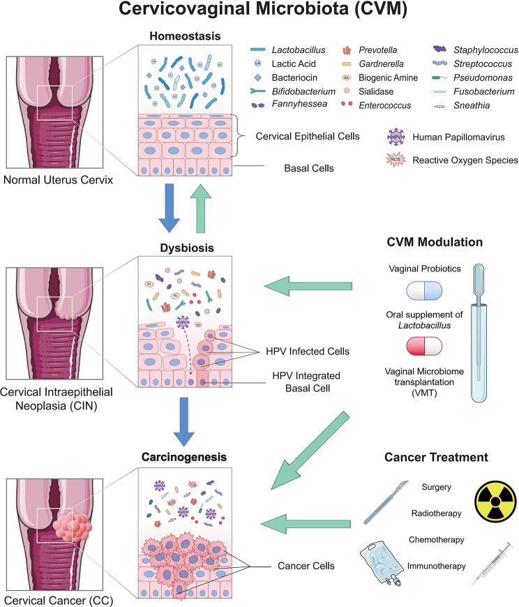 https://cdn.ncbi.nlm.nih.gov/pmc/blobs/cceb/11027553/48aae073b530/13027_2024_573_Fig1_HTML.jpg