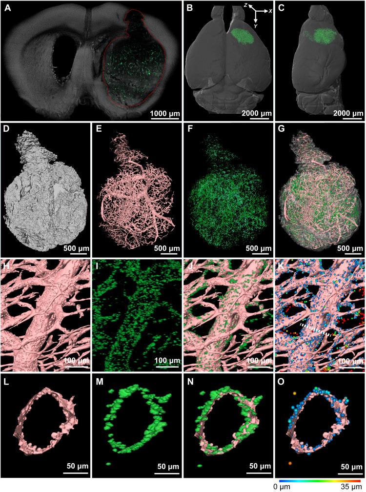 https://cdn.ncbi.nlm.nih.gov/pmc/blobs/cceb/12285729/37fc335f13fb/sciadv.adw8330-f8.jpg