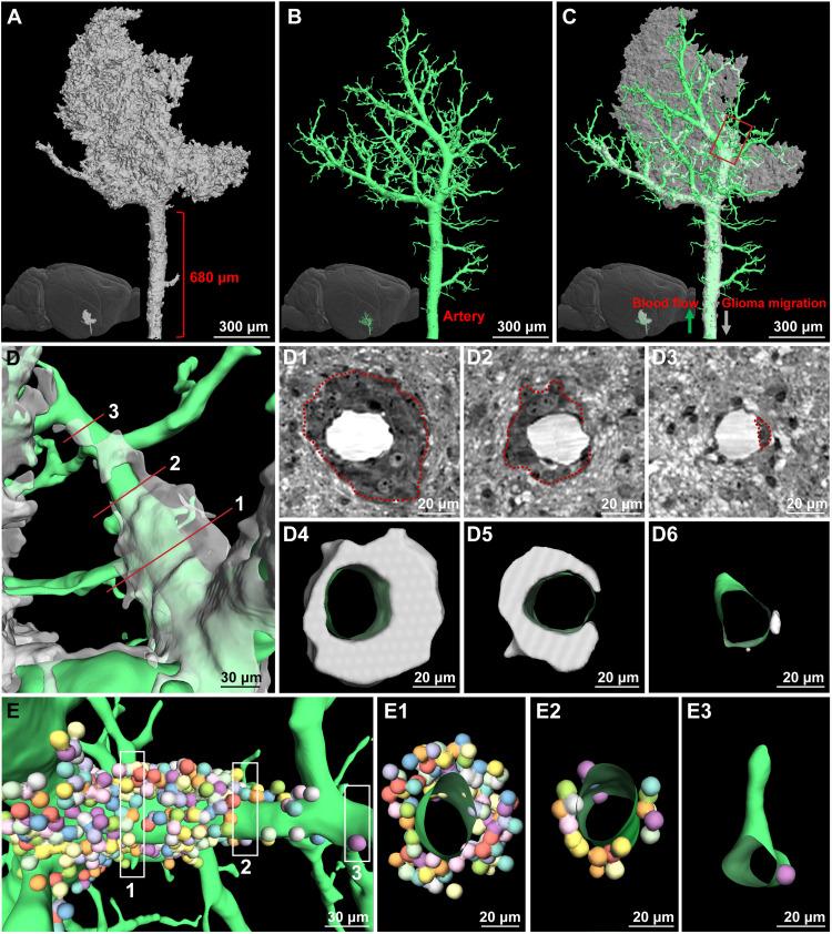 https://cdn.ncbi.nlm.nih.gov/pmc/blobs/cceb/12285729/4ad1ef4a8026/sciadv.adw8330-f4.jpg