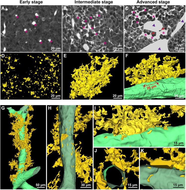 https://cdn.ncbi.nlm.nih.gov/pmc/blobs/cceb/12285729/ab189c883875/sciadv.adw8330-f5.jpg