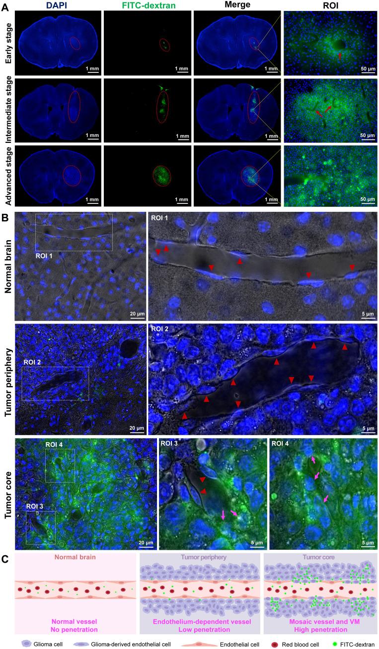 https://cdn.ncbi.nlm.nih.gov/pmc/blobs/cceb/12285729/db33c189c09e/sciadv.adw8330-f6.jpg