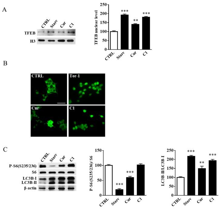 https://cdn.ncbi.nlm.nih.gov/pmc/blobs/ccf0/6471159/a10c75467e99/ijms-20-01363-g005.jpg