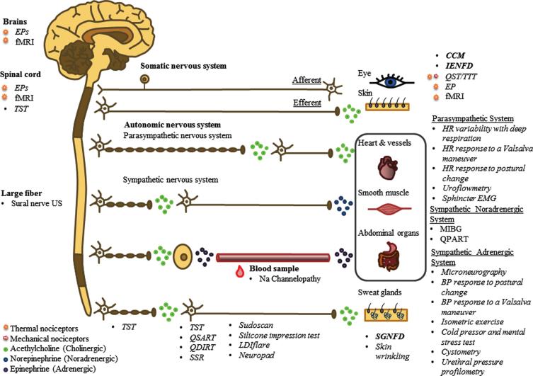 https://cdn.ncbi.nlm.nih.gov/pmc/blobs/ccf0/8075405/3f74c1b4de86/jnd-8-jnd200490-g002.jpg