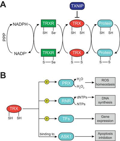 https://cdn.ncbi.nlm.nih.gov/pmc/blobs/ccf1/10100330/93f04952ed60/EJI-53-0-g001.jpg