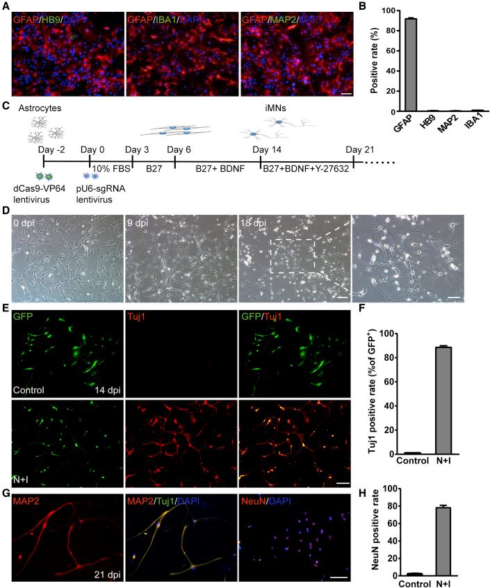 https://cdn.ncbi.nlm.nih.gov/pmc/blobs/ccf4/8282467/ade222e1dc77/gr1.jpg