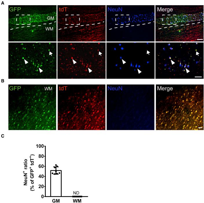 https://cdn.ncbi.nlm.nih.gov/pmc/blobs/ccf4/8282467/c186a8d8da0d/gr6.jpg