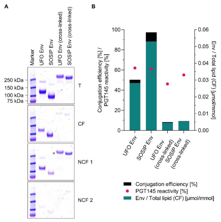 https://cdn.ncbi.nlm.nih.gov/pmc/blobs/ccf6/7589475/1b961d4f3c61/pharmaceutics-12-00979-g008.jpg