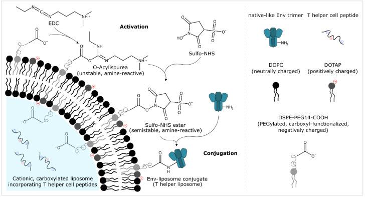 https://cdn.ncbi.nlm.nih.gov/pmc/blobs/ccf6/7589475/96c77007efdb/pharmaceutics-12-00979-g001.jpg