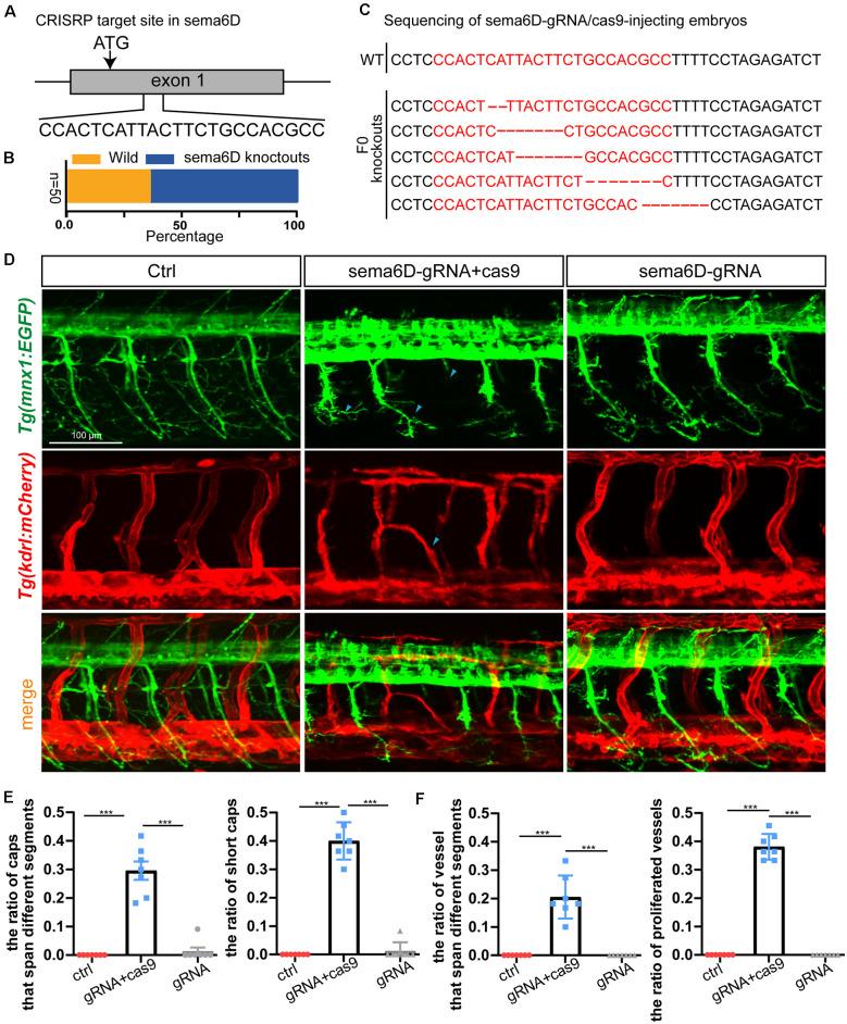 https://cdn.ncbi.nlm.nih.gov/pmc/blobs/ccfd/9021825/b10fce94a498/fnmol-15-854556-g0005.jpg