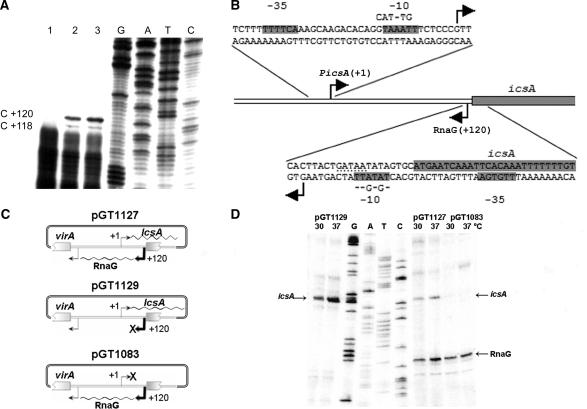 https://cdn.ncbi.nlm.nih.gov/pmc/blobs/ccfe/2879508/32a5e43266a3/gkq025f1.jpg