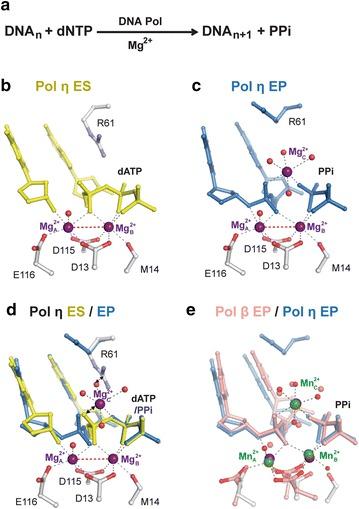 https://cdn.ncbi.nlm.nih.gov/pmc/blobs/cd00/5012070/42b313976bd9/13578_2016_118_Fig1_HTML.jpg