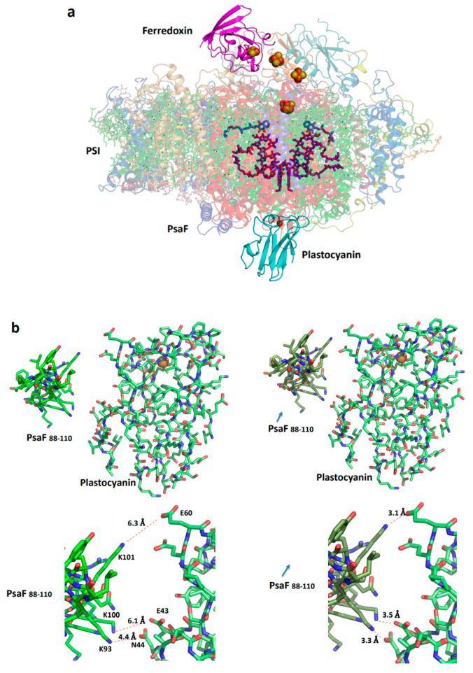 https://cdn.ncbi.nlm.nih.gov/pmc/blobs/cd03/11121529/174c0bf7dbed/ijms-25-05073-g007a.jpg