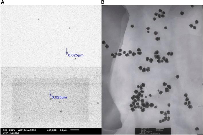 https://cdn.ncbi.nlm.nih.gov/pmc/blobs/cd0b/11082400/7e7c4c0d1b91/fbioe-12-1378601-g003.jpg