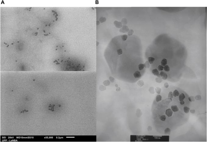https://cdn.ncbi.nlm.nih.gov/pmc/blobs/cd0b/11082400/e3cbbbf37827/fbioe-12-1378601-g005.jpg