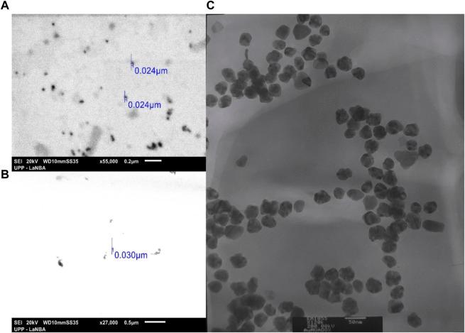 https://cdn.ncbi.nlm.nih.gov/pmc/blobs/cd0b/11082400/ee0c91b24ae7/fbioe-12-1378601-g006.jpg