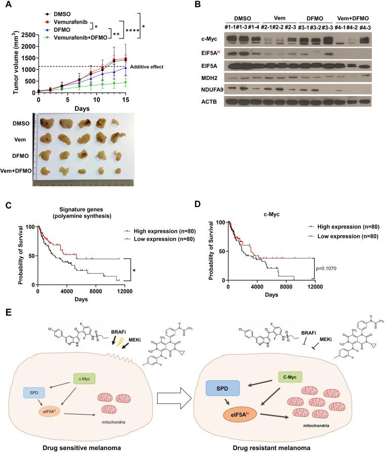https://cdn.ncbi.nlm.nih.gov/pmc/blobs/cd0d/11223307/80dde44a9d1b/12943_2024_2031_Fig5_HTML.jpg
