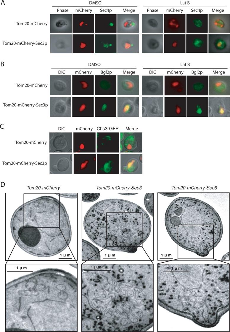 https://cdn.ncbi.nlm.nih.gov/pmc/blobs/cd0d/4230786/3bb40d4c5c9e/3813fig4.jpg