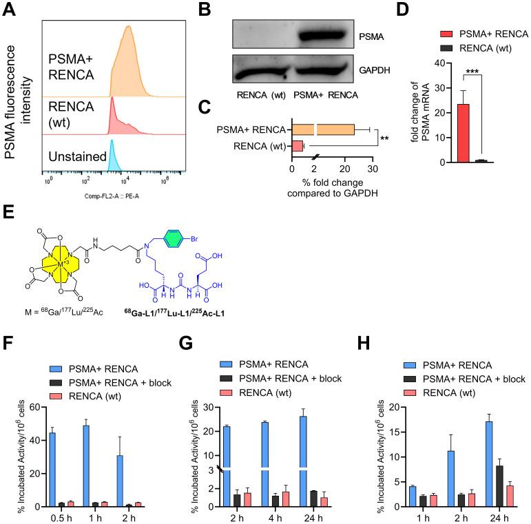 https://cdn.ncbi.nlm.nih.gov/pmc/blobs/cd0e/11423292/17538f3f81d2/fonc-14-1432286-g001.jpg