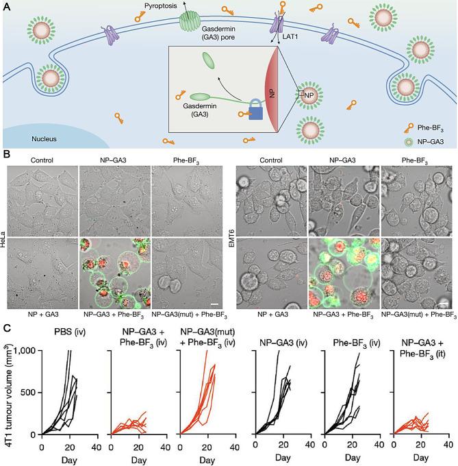 https://cdn.ncbi.nlm.nih.gov/pmc/blobs/cd10/11340130/00beb76f8939/12951_2024_2763_Fig5_HTML.jpg