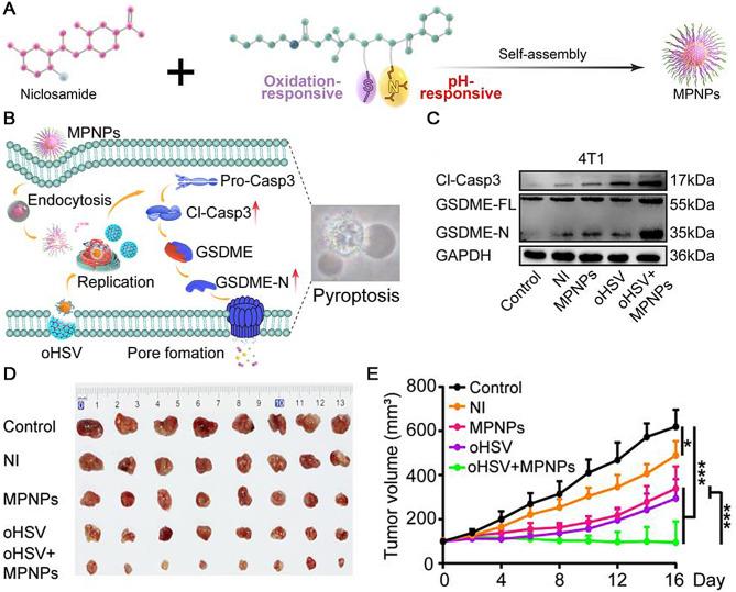 https://cdn.ncbi.nlm.nih.gov/pmc/blobs/cd10/11340130/624b57578038/12951_2024_2763_Fig4_HTML.jpg