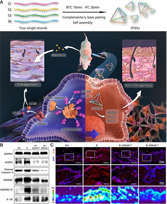 https://cdn.ncbi.nlm.nih.gov/pmc/blobs/cd10/11340130/7cdb83091838/12951_2024_2763_Fig7_HTML.jpg