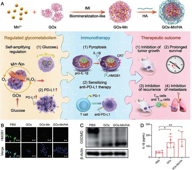 https://cdn.ncbi.nlm.nih.gov/pmc/blobs/cd10/11340130/87a0720be3f1/12951_2024_2763_Fig6_HTML.jpg