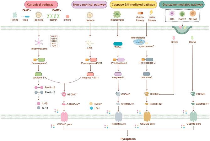 https://cdn.ncbi.nlm.nih.gov/pmc/blobs/cd10/11340130/c3db8060968a/12951_2024_2763_Fig1_HTML.jpg