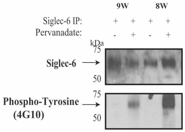 https://cdn.ncbi.nlm.nih.gov/pmc/blobs/cd11/9659267/341ba8fe8d9f/cells-11-03427-g003.jpg