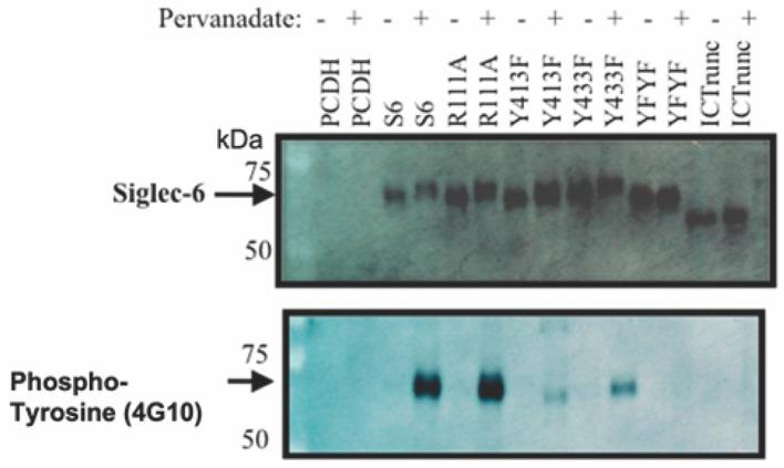https://cdn.ncbi.nlm.nih.gov/pmc/blobs/cd11/9659267/36727e171929/cells-11-03427-g004.jpg