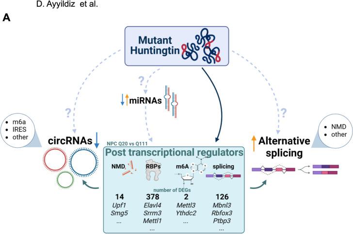 https://cdn.ncbi.nlm.nih.gov/pmc/blobs/cd13/10617732/f163237d1686/pgen.1010988.g005.jpg