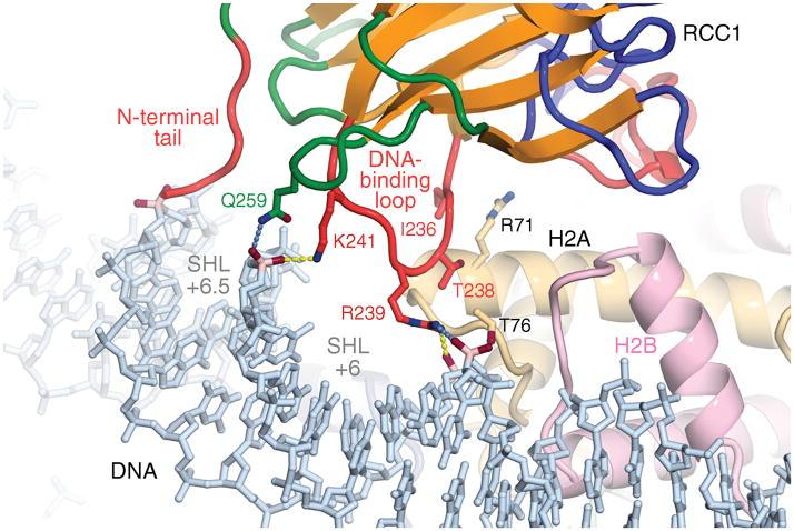 https://cdn.ncbi.nlm.nih.gov/pmc/blobs/cd13/3168546/b0274b6b9934/nihms217272f3.jpg