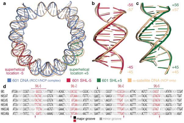 https://cdn.ncbi.nlm.nih.gov/pmc/blobs/cd13/3168546/d80adf84c516/nihms217272f4.jpg