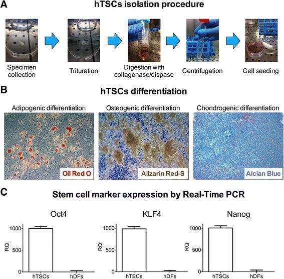 https://cdn.ncbi.nlm.nih.gov/pmc/blobs/cd13/4989537/ff14e61a30b9/12906_2016_1261_Fig1_HTML.jpg