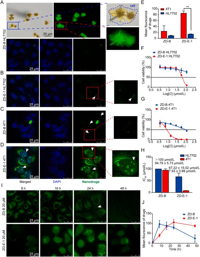 https://cdn.ncbi.nlm.nih.gov/pmc/blobs/cd13/9136569/285ee1025f24/gr3.jpg