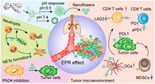 https://cdn.ncbi.nlm.nih.gov/pmc/blobs/cd13/9136569/cf5829698c5f/ga1.jpg