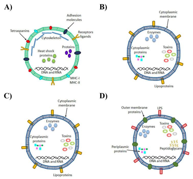 https://cdn.ncbi.nlm.nih.gov/pmc/blobs/cd15/8073592/2ce518c70716/ijms-22-04235-g001.jpg