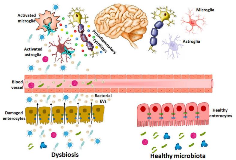 https://cdn.ncbi.nlm.nih.gov/pmc/blobs/cd15/8073592/416d865b63a8/ijms-22-04235-g003.jpg