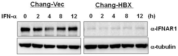 https://cdn.ncbi.nlm.nih.gov/pmc/blobs/cd19/3577137/331af34cae04/IJMM-29-04-0581-g03.jpg
