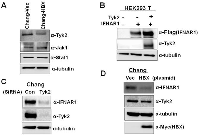https://cdn.ncbi.nlm.nih.gov/pmc/blobs/cd19/3577137/d1dd90c80a56/IJMM-29-04-0581-g02.jpg