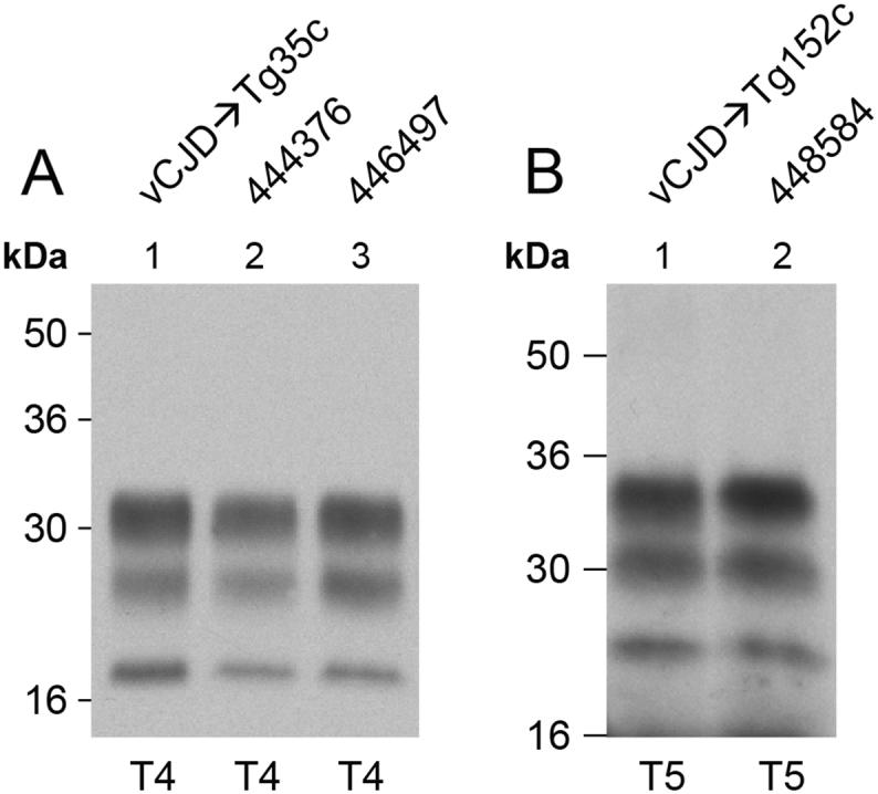 https://cdn.ncbi.nlm.nih.gov/pmc/blobs/cd1a/5946165/775b40234e37/gr5.jpg