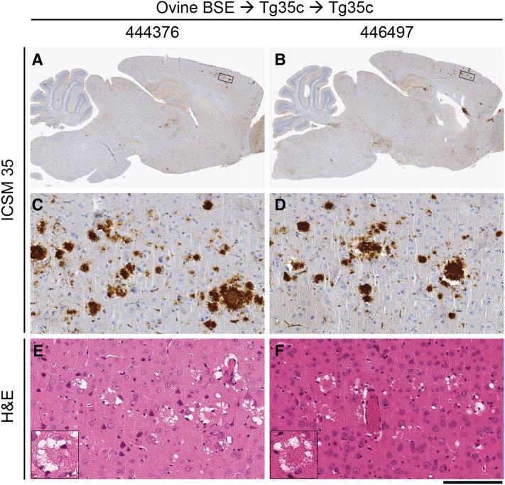 https://cdn.ncbi.nlm.nih.gov/pmc/blobs/cd1a/5946165/d0c35f4e9e5d/gr6.jpg