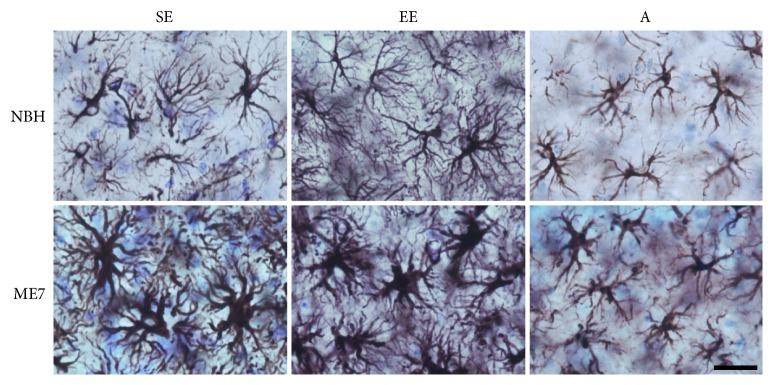 https://cdn.ncbi.nlm.nih.gov/pmc/blobs/cd1e/5294381/d04586568fa2/OMCL2017-4504925.005.jpg