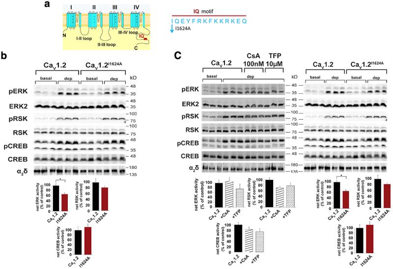 https://cdn.ncbi.nlm.nih.gov/pmc/blobs/cd1f/11017947/2e25f5363c62/KCHL_A_2341077_F0002_OC.jpg