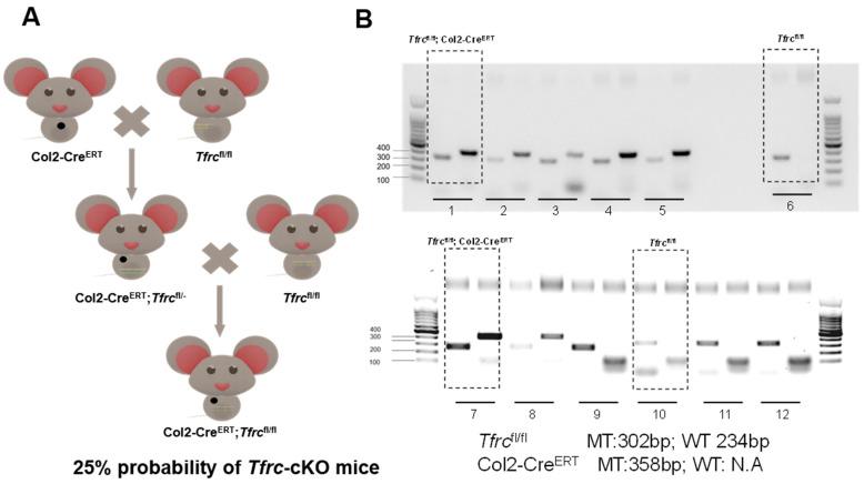 https://cdn.ncbi.nlm.nih.gov/pmc/blobs/cd24/11943061/44082f4c9c23/ijms-26-02724-g0A1.jpg