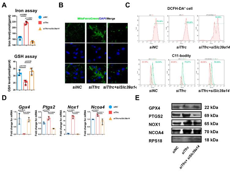 https://cdn.ncbi.nlm.nih.gov/pmc/blobs/cd24/11943061/6b0511d62f42/ijms-26-02724-g0A3.jpg